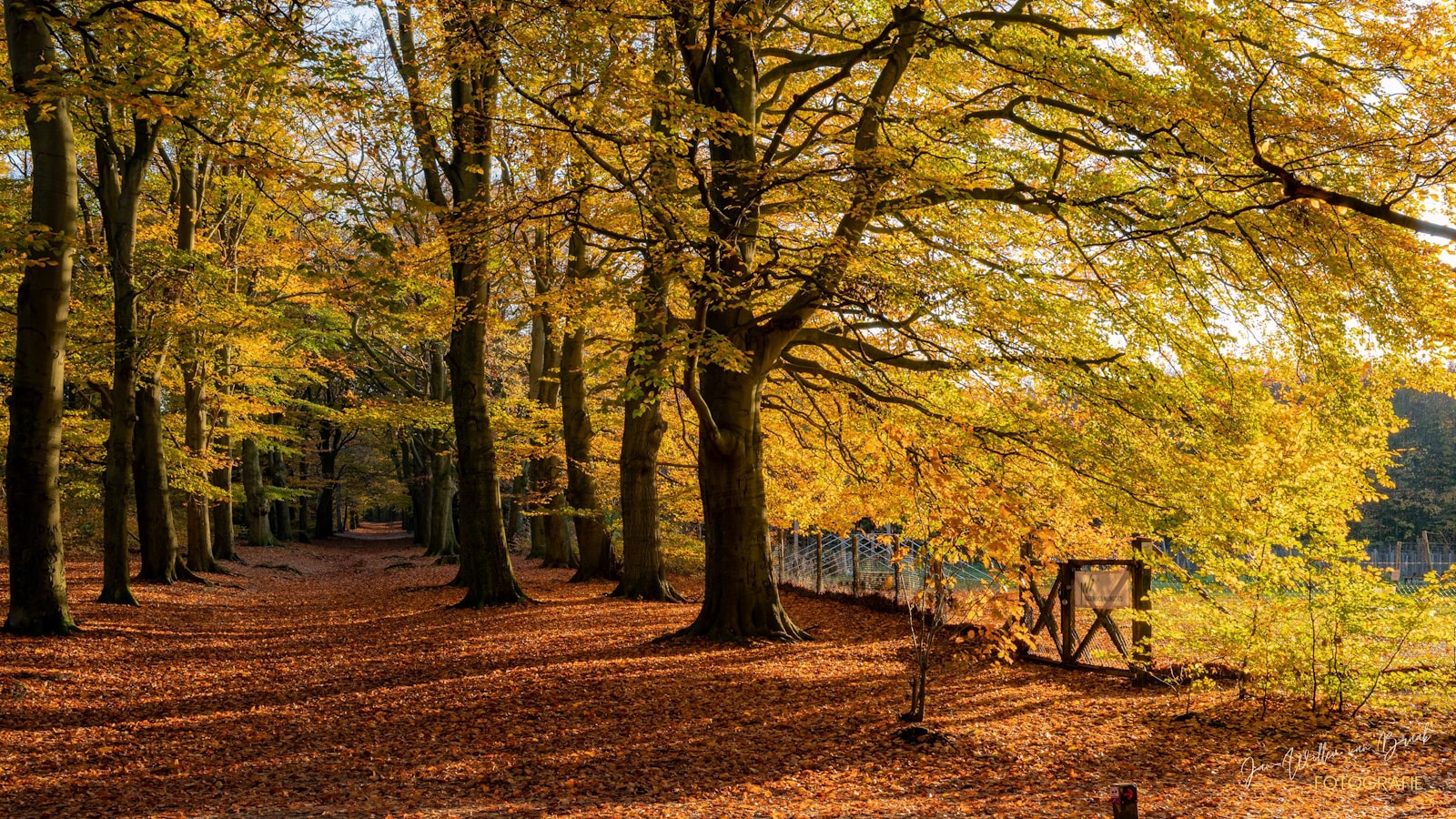 a path with trees on either side